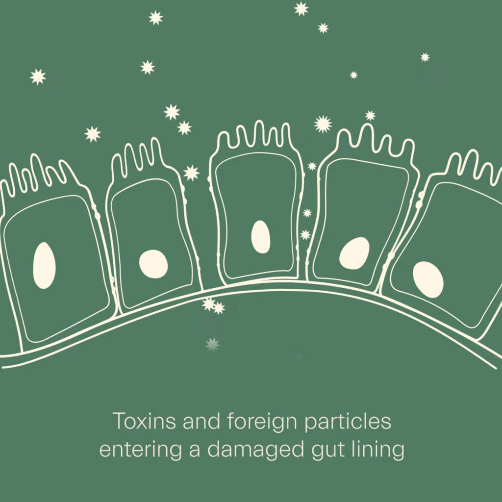 All natural and soil derived, ION* Gut Support goes beyond probiotics to defend you from environmental toxins and diversify your gut microbiome naturally.